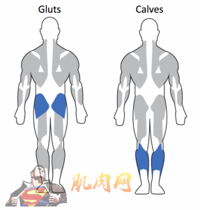 Glutes-Calves-982x1024