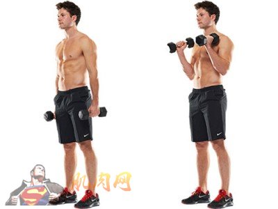 dumbbell hammer curl
