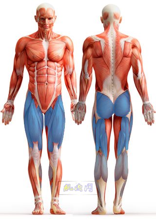 depth-jumps-muscles-used