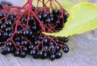 12����ǿ��������ʳ��